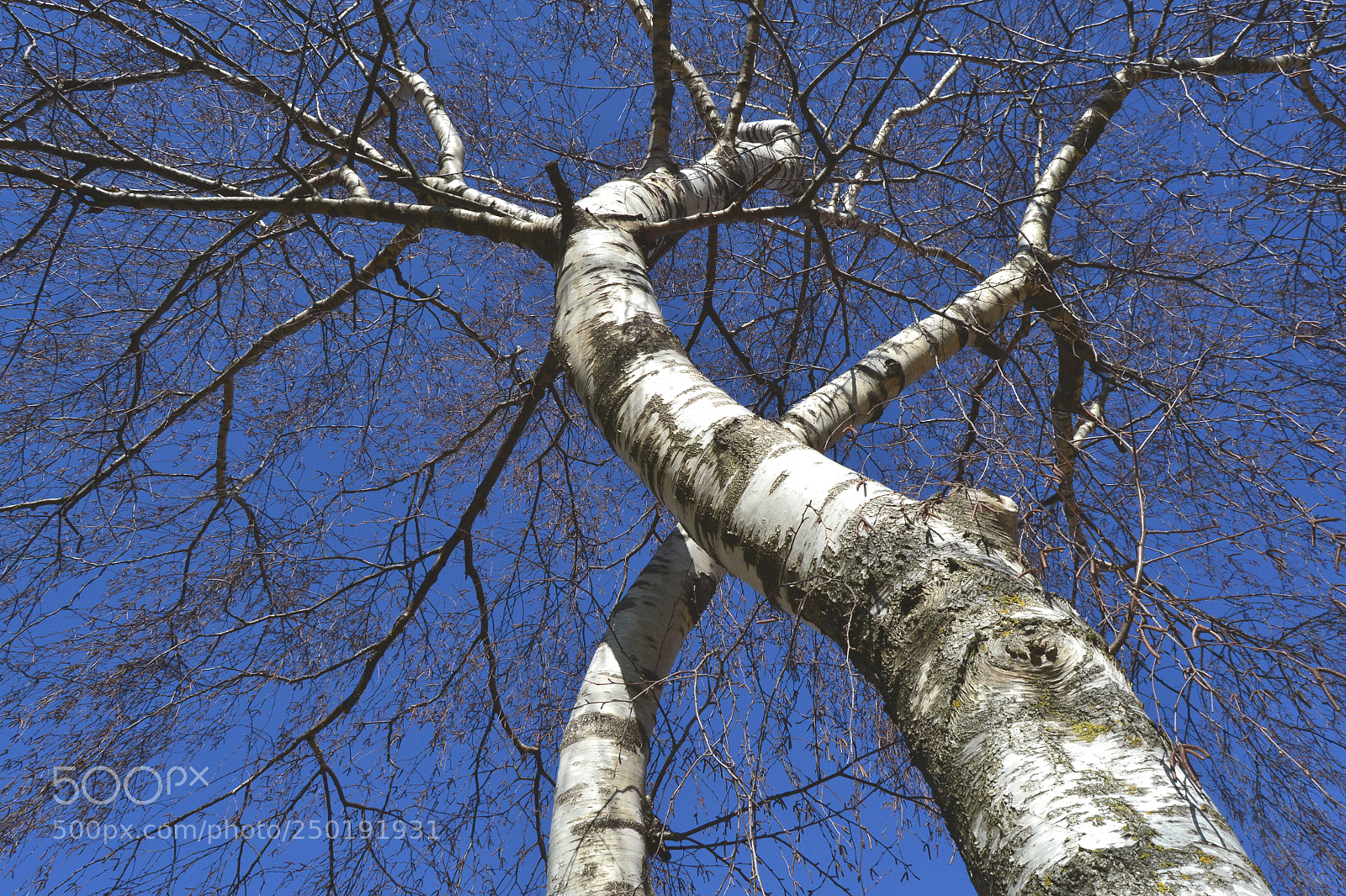 Nikon D3100 sample photo. Birches photography
