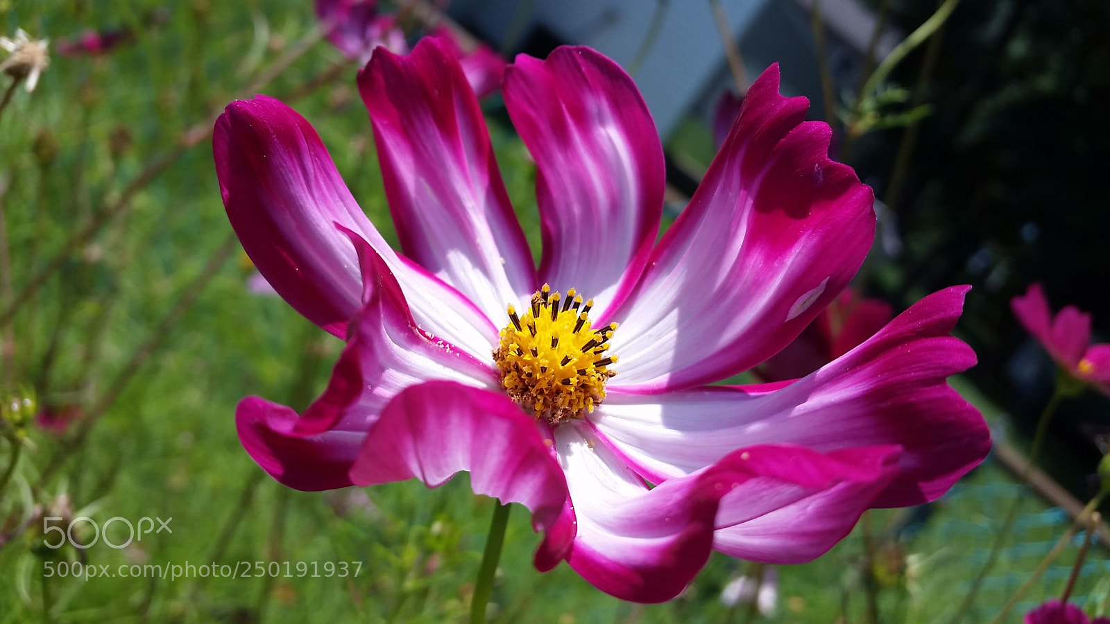 Samsung Galaxy S5 sample photo. 20150716_120935.jpg photography