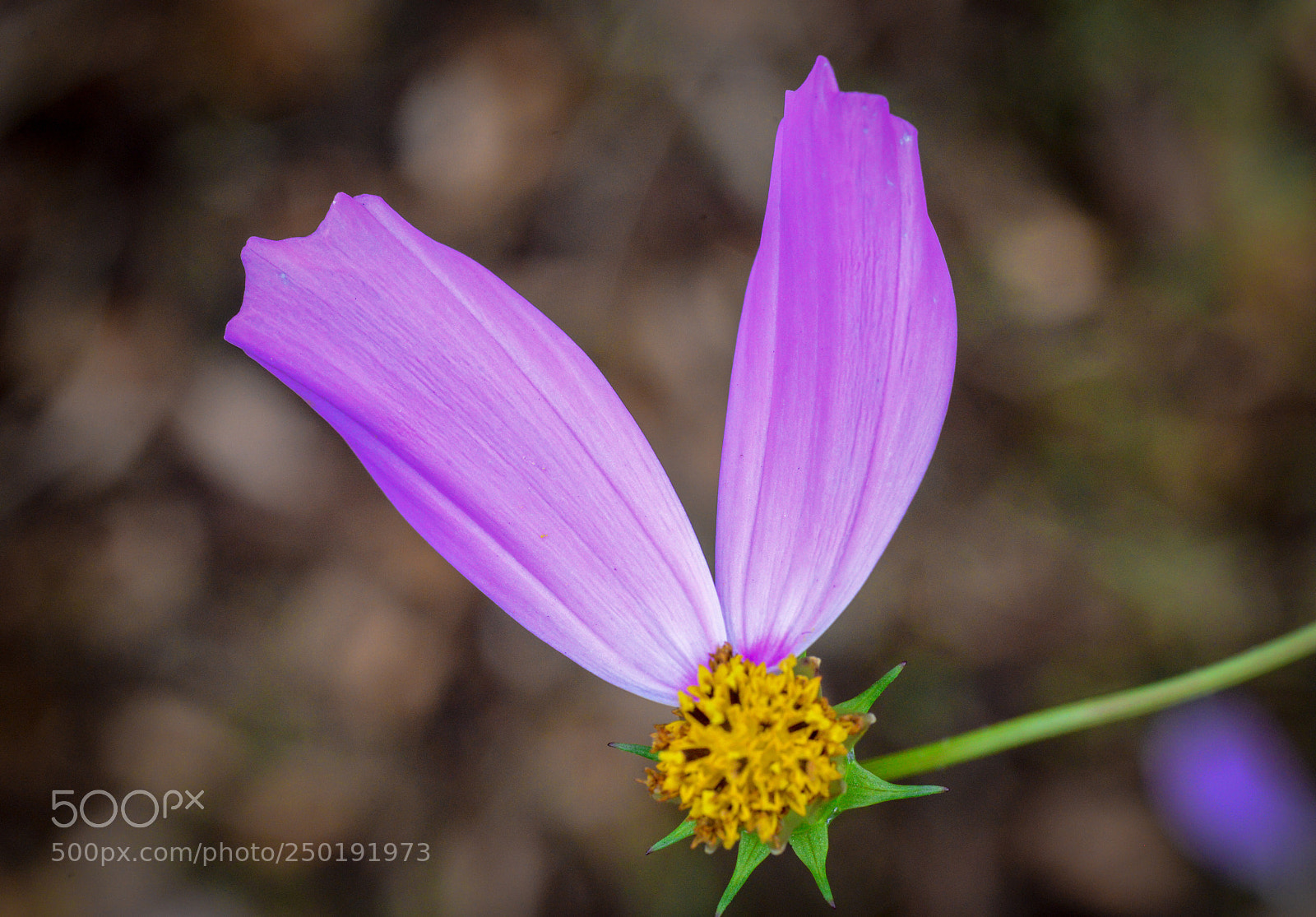 Nikon D600 sample photo. Missing petals  photography