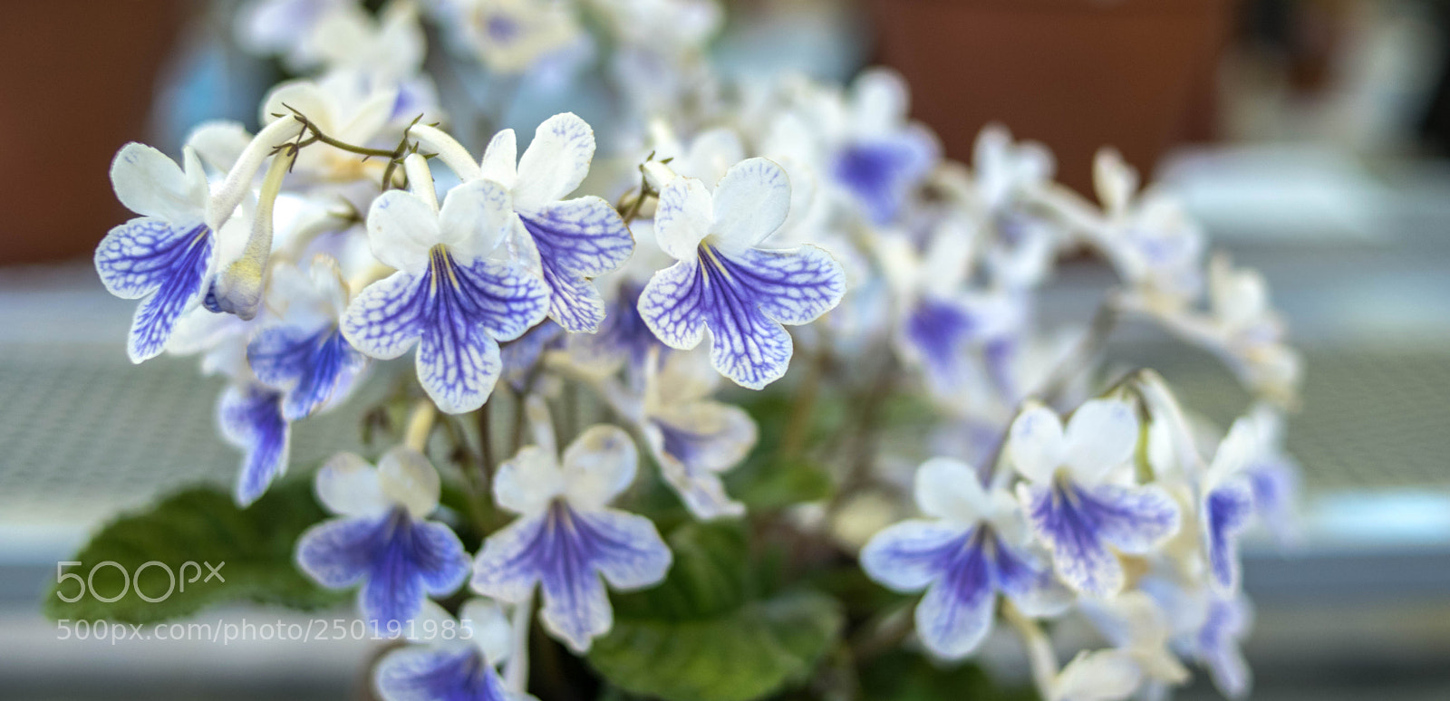 Nikon D3300 sample photo. Purple & white flowers photography