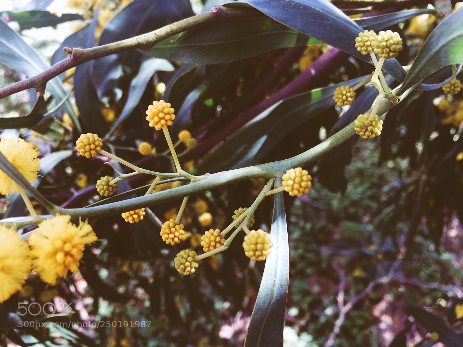 Apple iPhone 5s sample photo. ::blooming photography