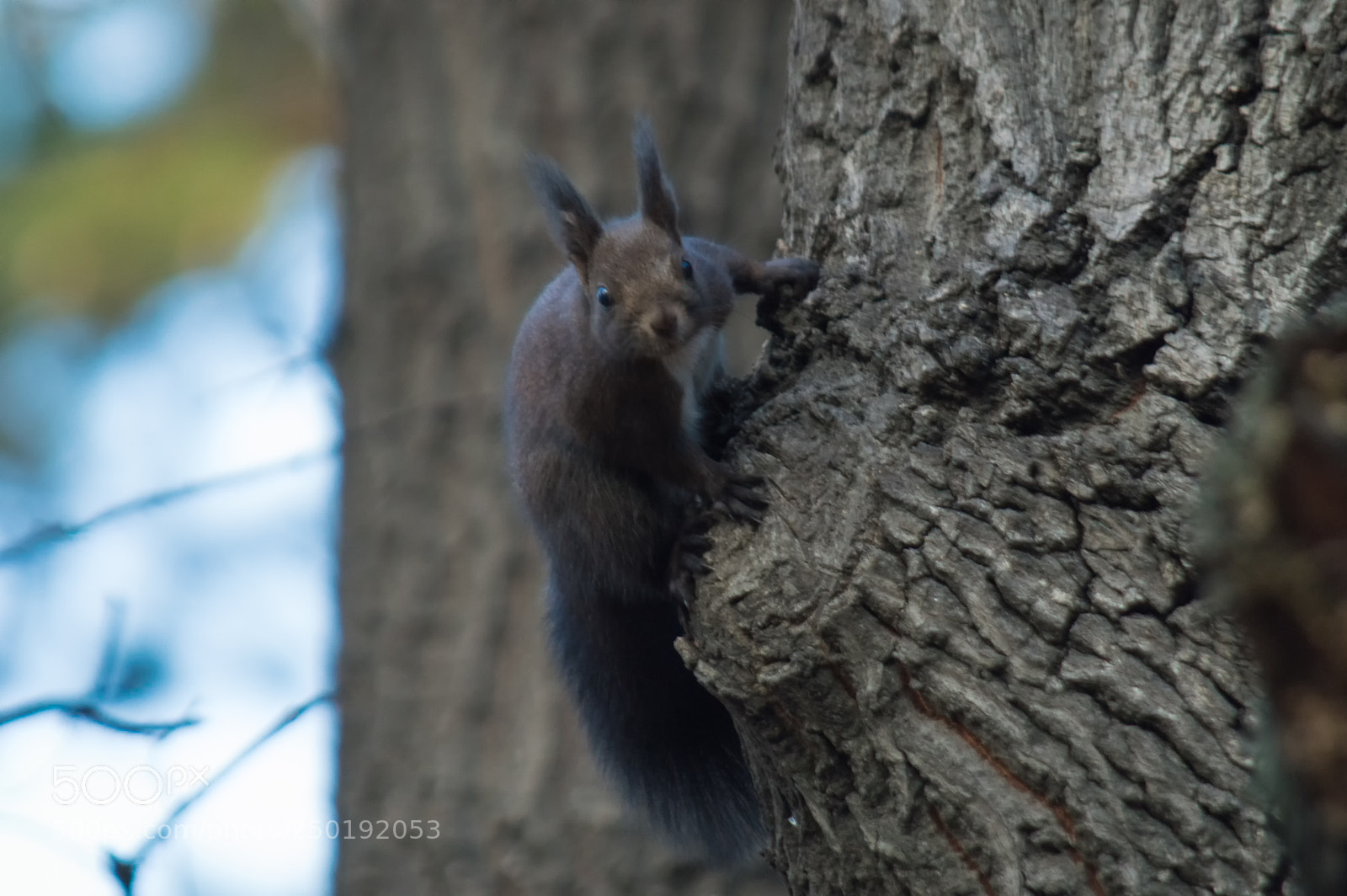Nikon D3200 sample photo. Have you brought me photography