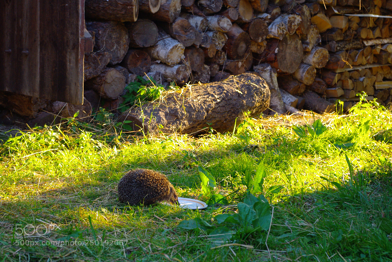 Pentax K200D sample photo. Untitled photography