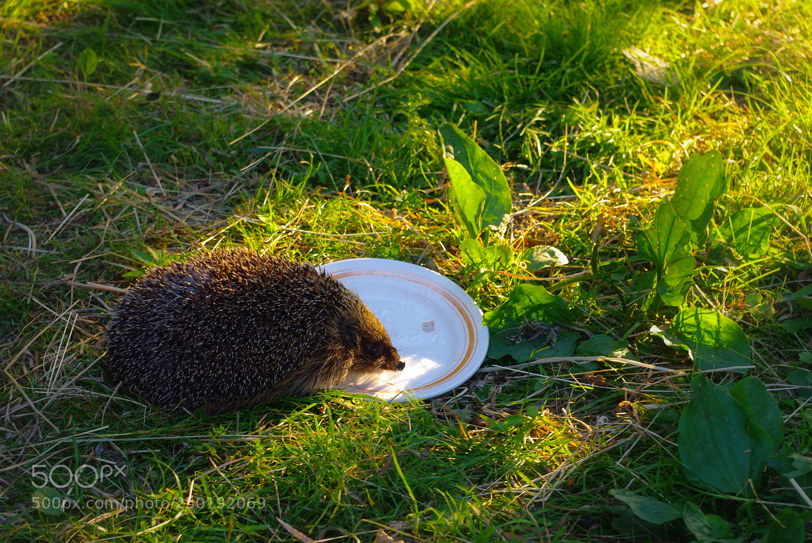 Pentax K200D sample photo. Untitled photography