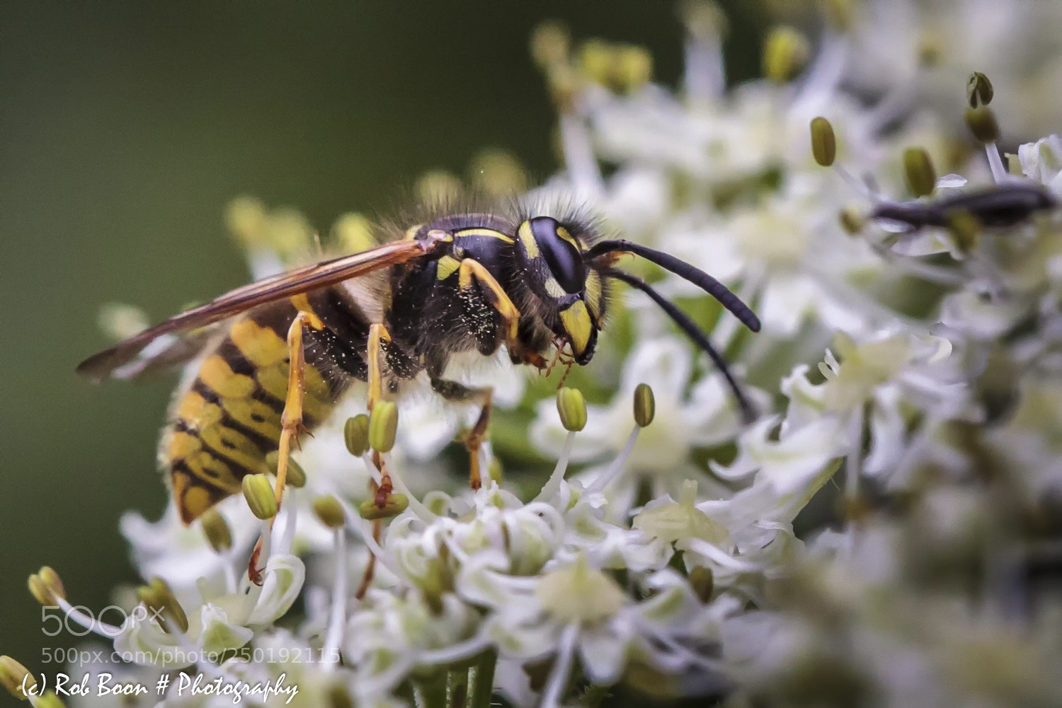 Canon EOS 5D Mark II sample photo. Wasp photography