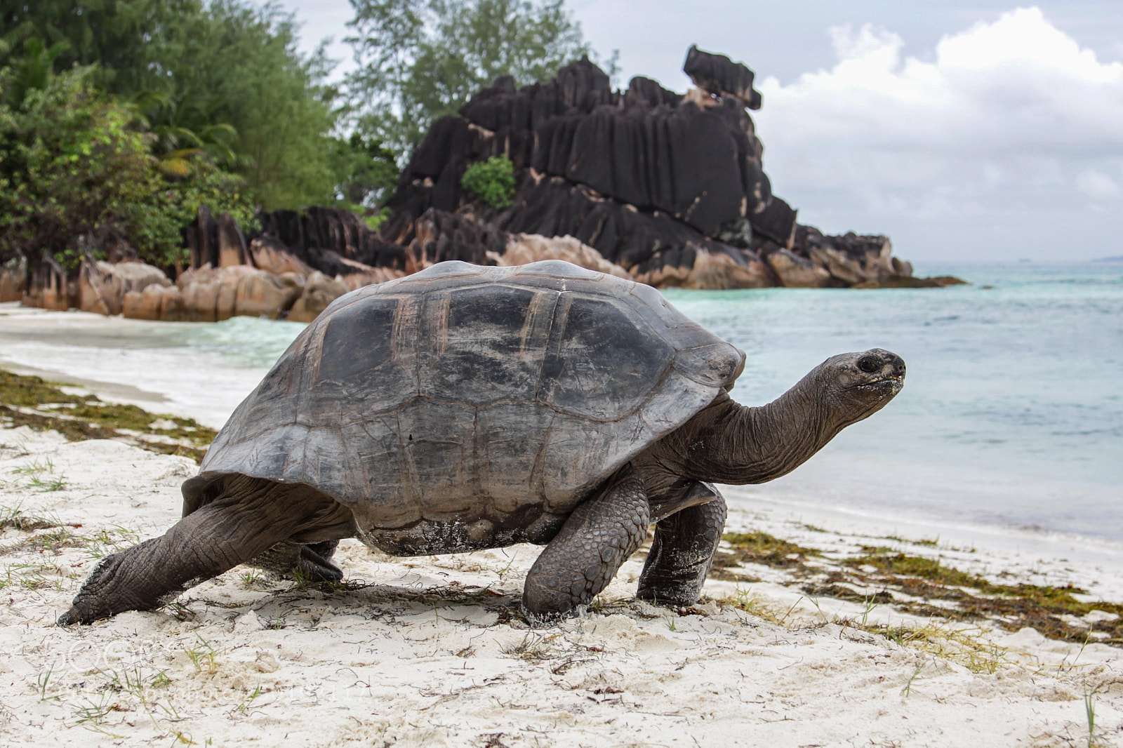 Canon EOS 50D sample photo. Seychellen-riesenschildkröte photography