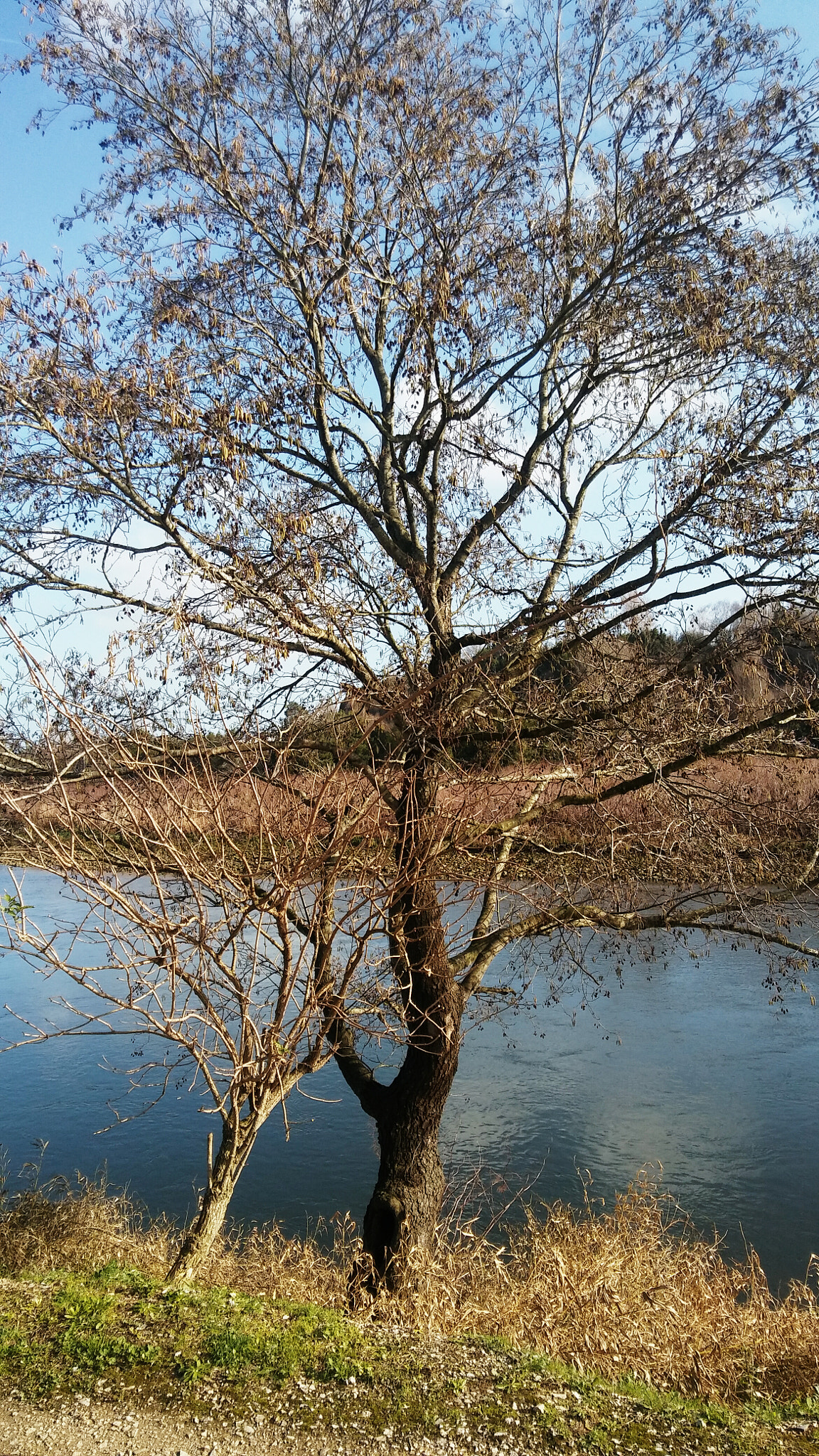 LG K10 sample photo. The river photography