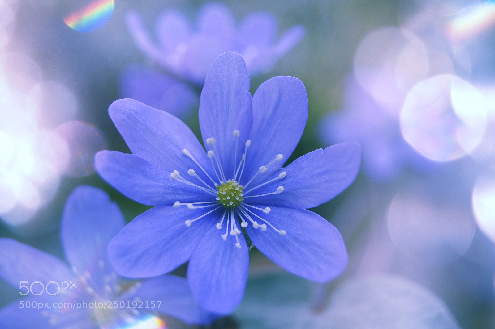 Nikon D3100 sample photo. Hepatica nobilis photography