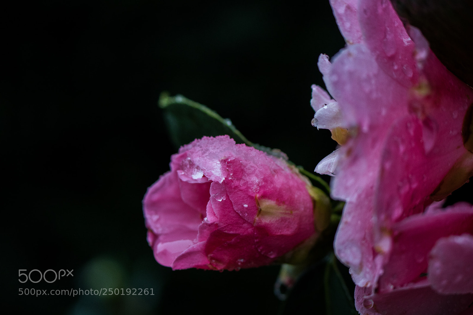 Canon EOS 760D (EOS Rebel T6s / EOS 8000D) sample photo. Black and pink!!! photography