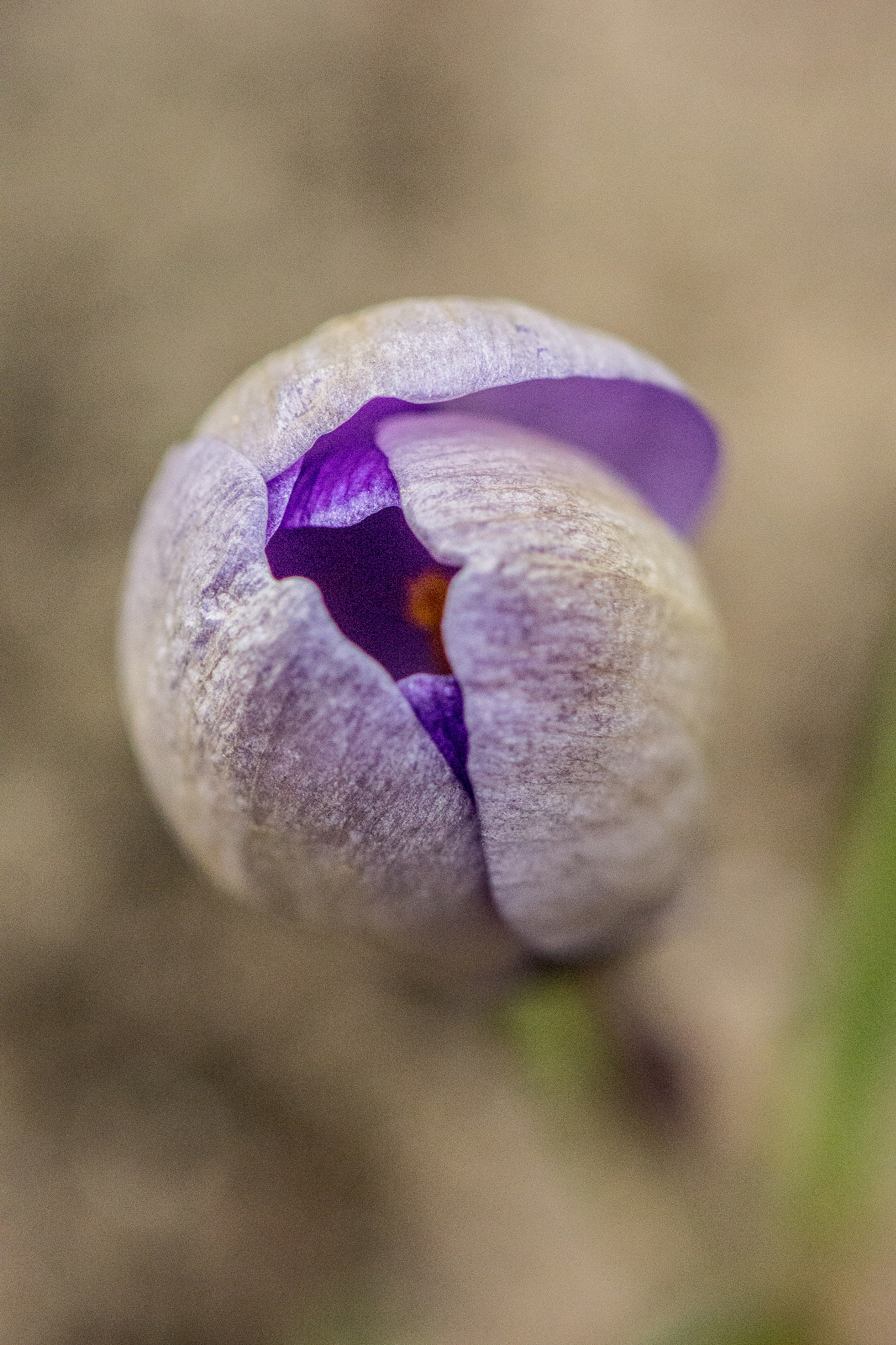 Nikon 1 J3 sample photo. Close 21.3.2018 photography