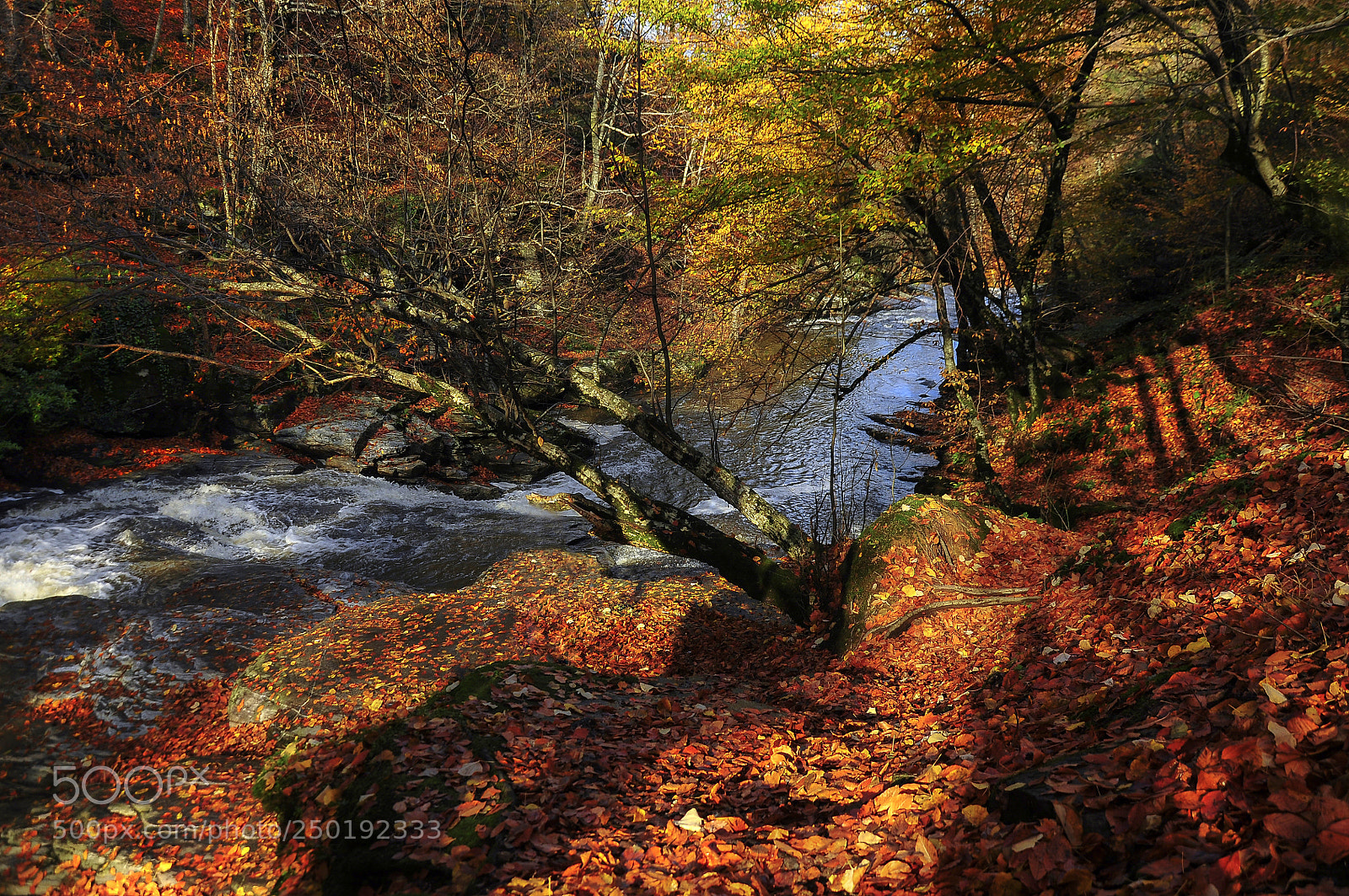 Nikon D90 sample photo. Among falling red leaves photography