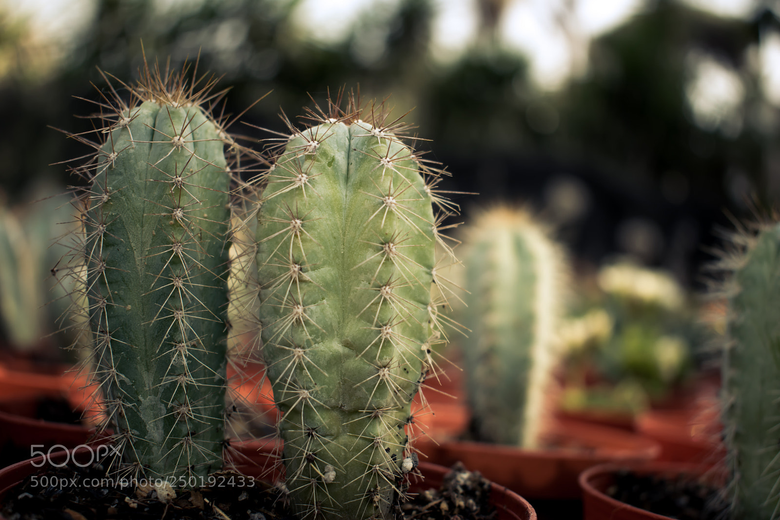 Nikon D5300 sample photo. Scary cactus ii photography