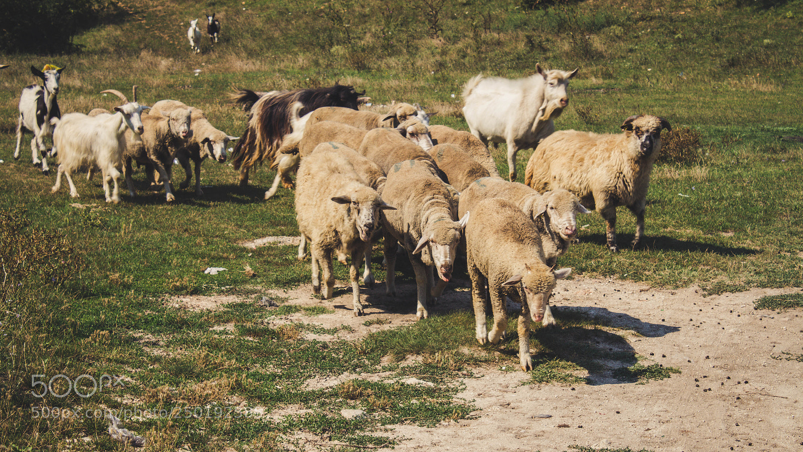 Canon EOS 700D (EOS Rebel T5i / EOS Kiss X7i) sample photo. Herd on the move. photography