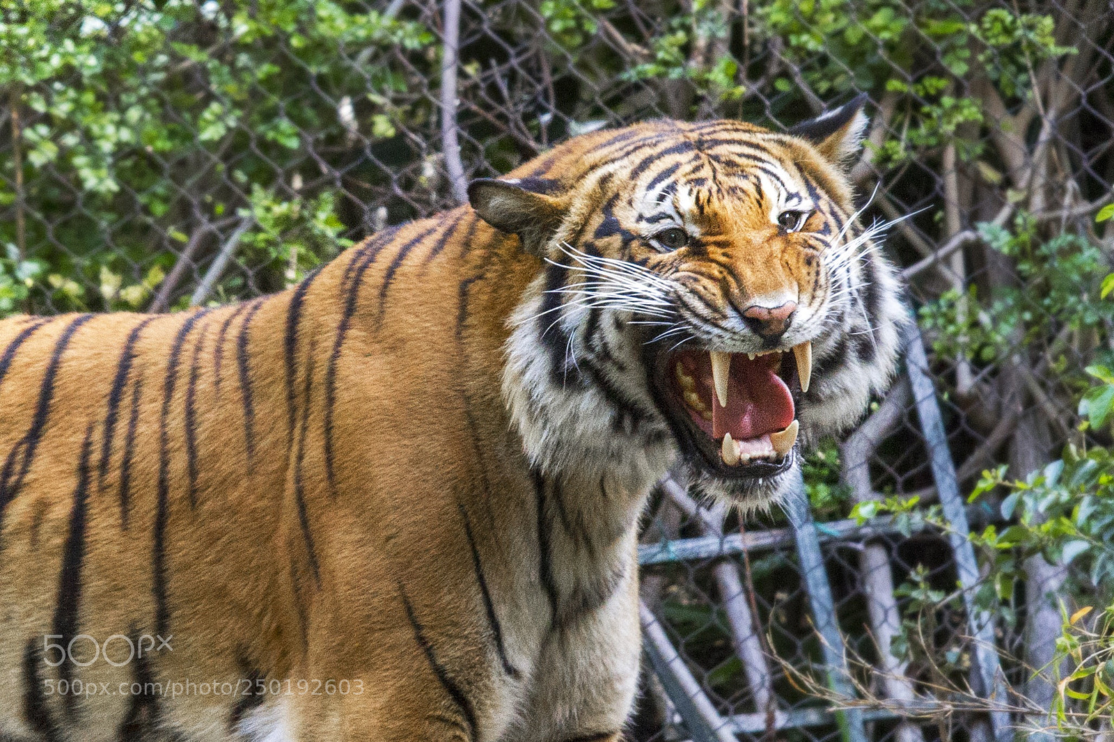 Canon EOS 7D sample photo. Roar! photography