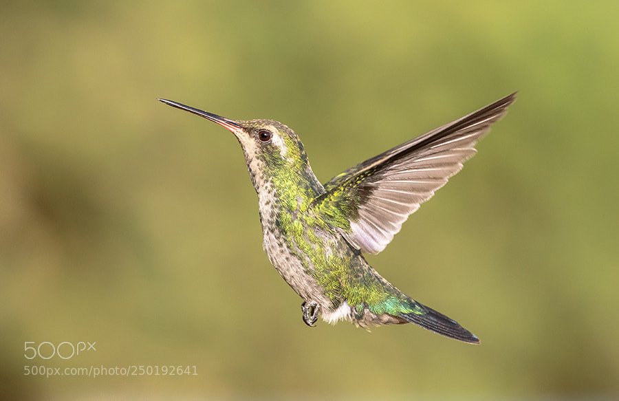 Canon EOS 7D Mark II sample photo. Fly, fly, you do photography