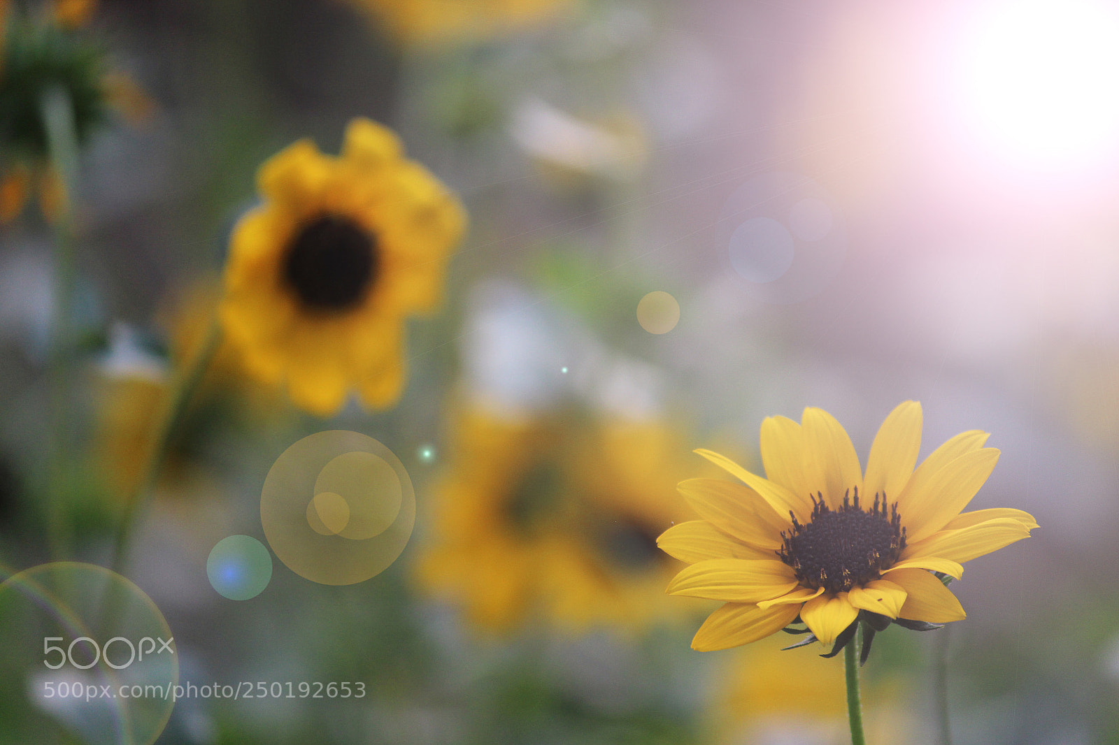 Canon EOS 1200D (EOS Rebel T5 / EOS Kiss X70 / EOS Hi) sample photo. Sunflower photography