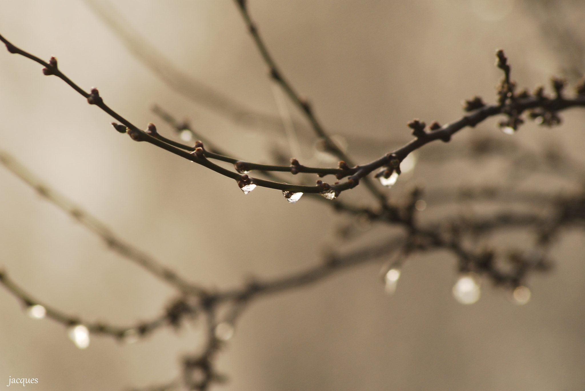 Sigma 70-300mm F4-5.6 APO DG Macro sample photo. Dew photography