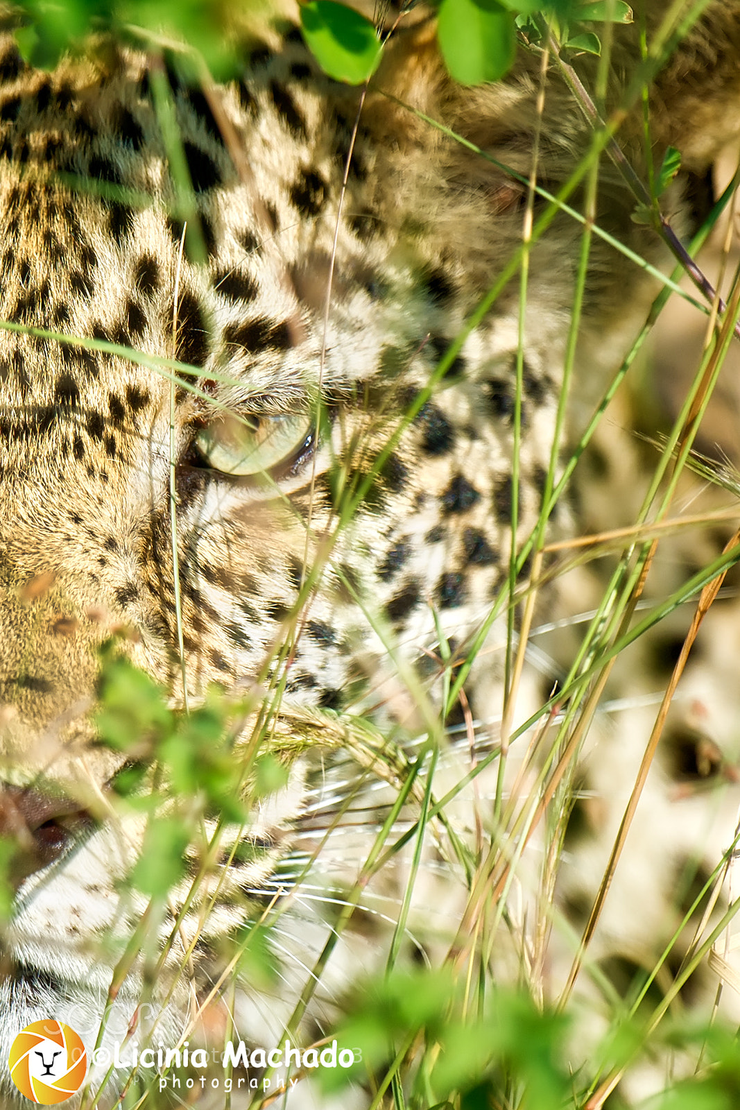 Nikon D3S sample photo. Camouflage photography