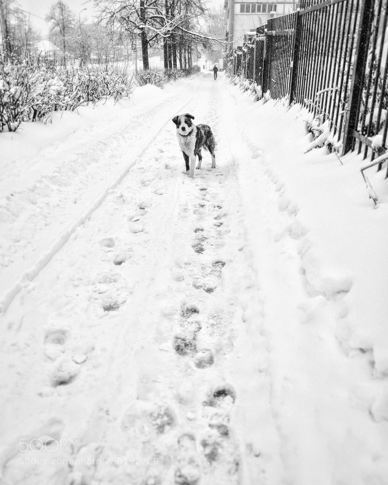 Apple iPhone 6s Plus sample photo. Friendly dog. iphonography photography