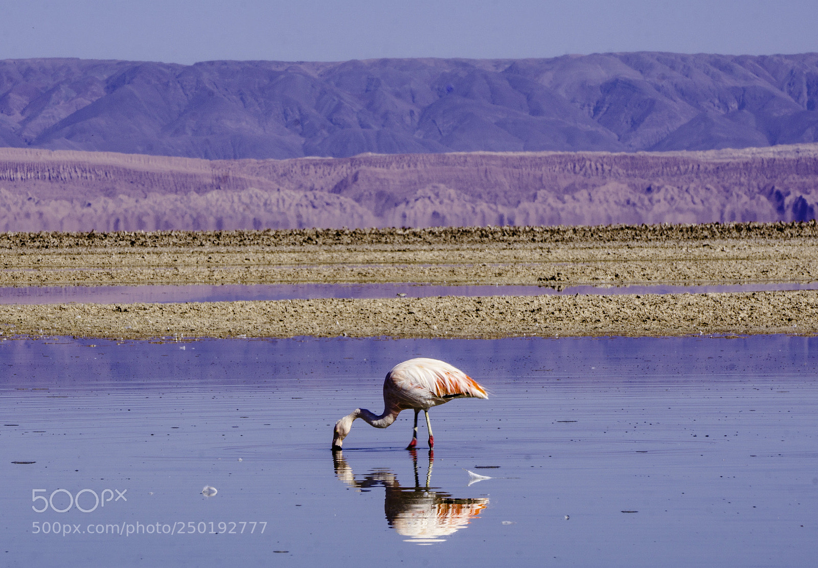 Sony a6000 sample photo. Flamingo chileno photography