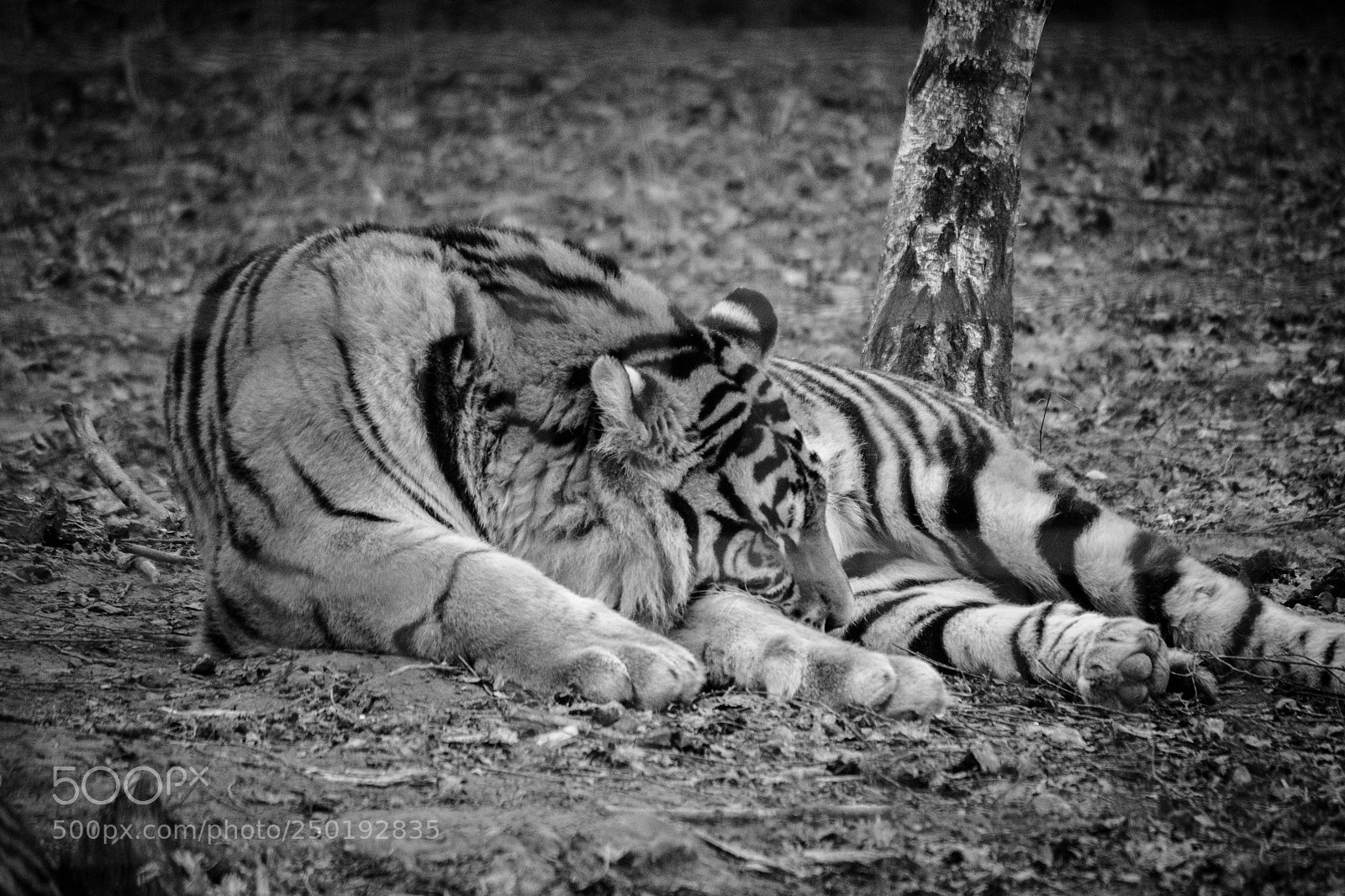 Nikon D500 sample photo. Sleeping feline photography