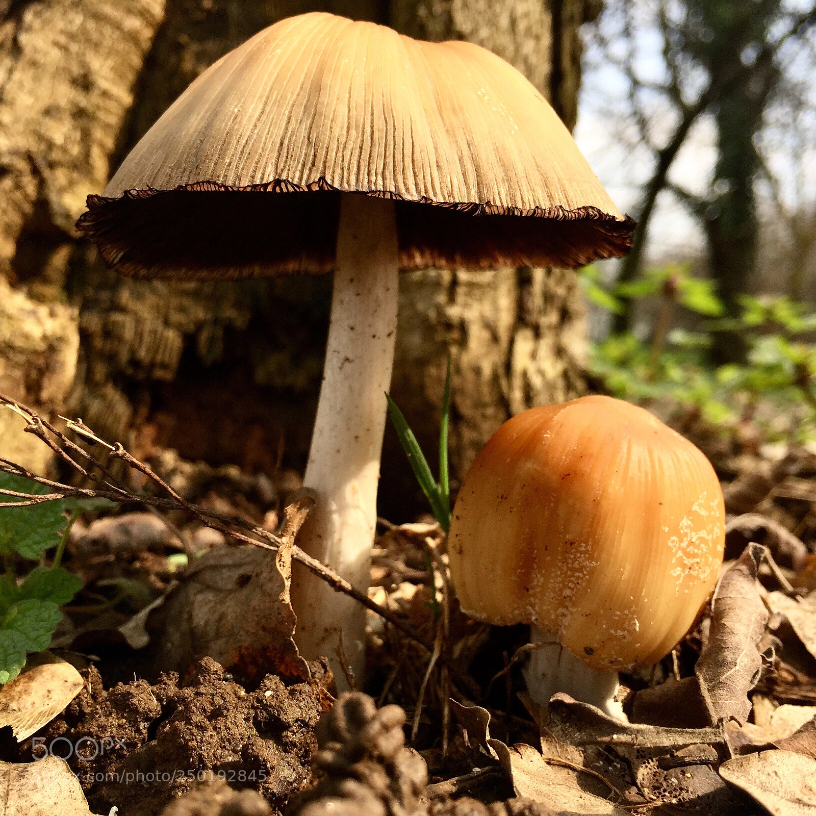 Apple iPhone 6 sample photo. Mushrooms photography