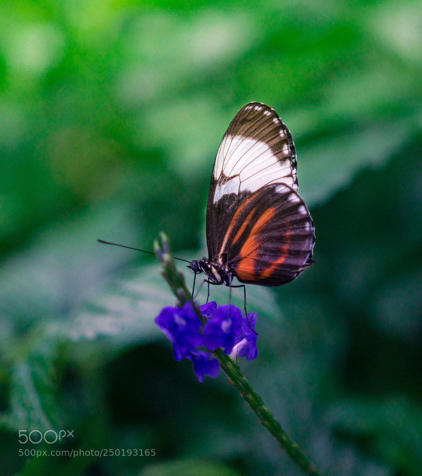 Sony a6300 sample photo. Butterfly photography
