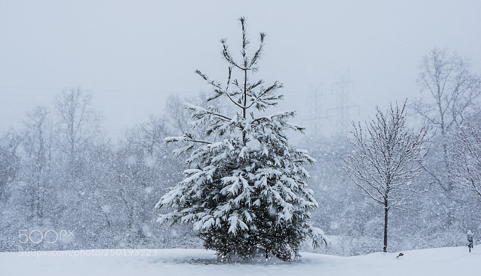 Sony a6000 sample photo. Pine alone photography