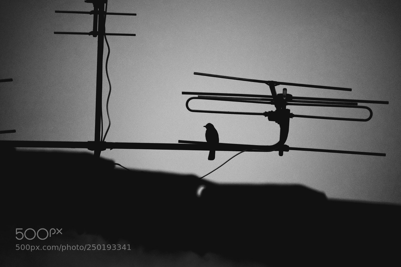 Nikon D5300 sample photo. Untitled photography