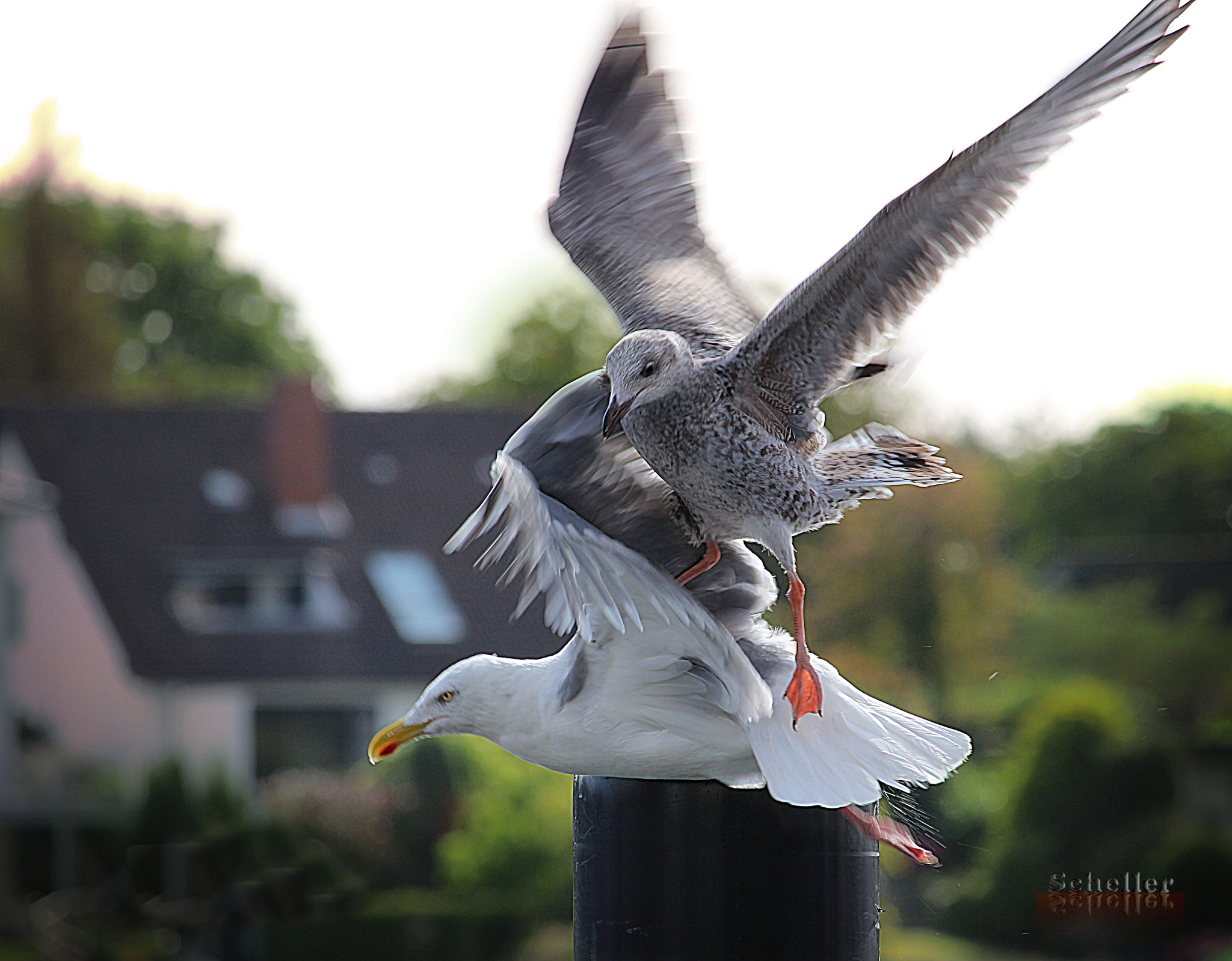 Canon EF-S 55-250mm F4-5.6 IS STM sample photo. Vogelhochzeit photography