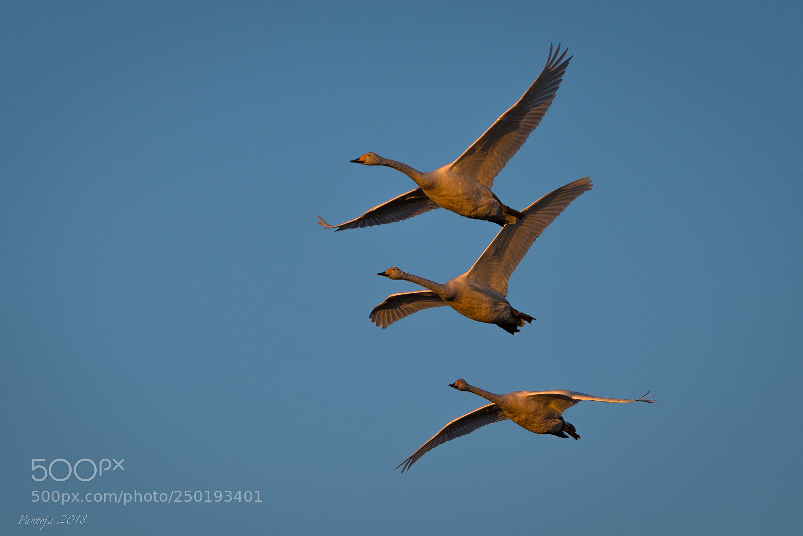 Nikon D600 sample photo. Golden swans photography
