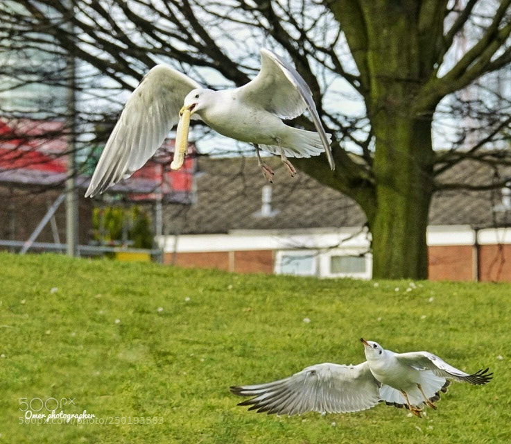 Sony Cyber-shot DSC-RX10 III sample photo. Give me photography