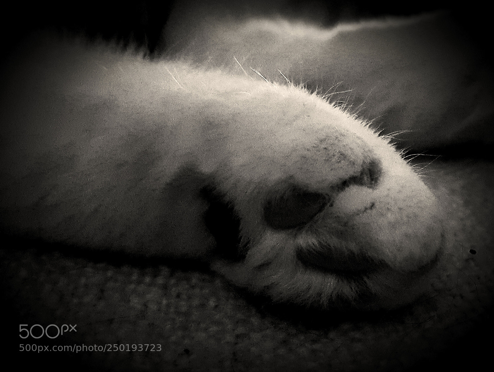 Samsung Galaxy S6 sample photo. Fluffy paw photography