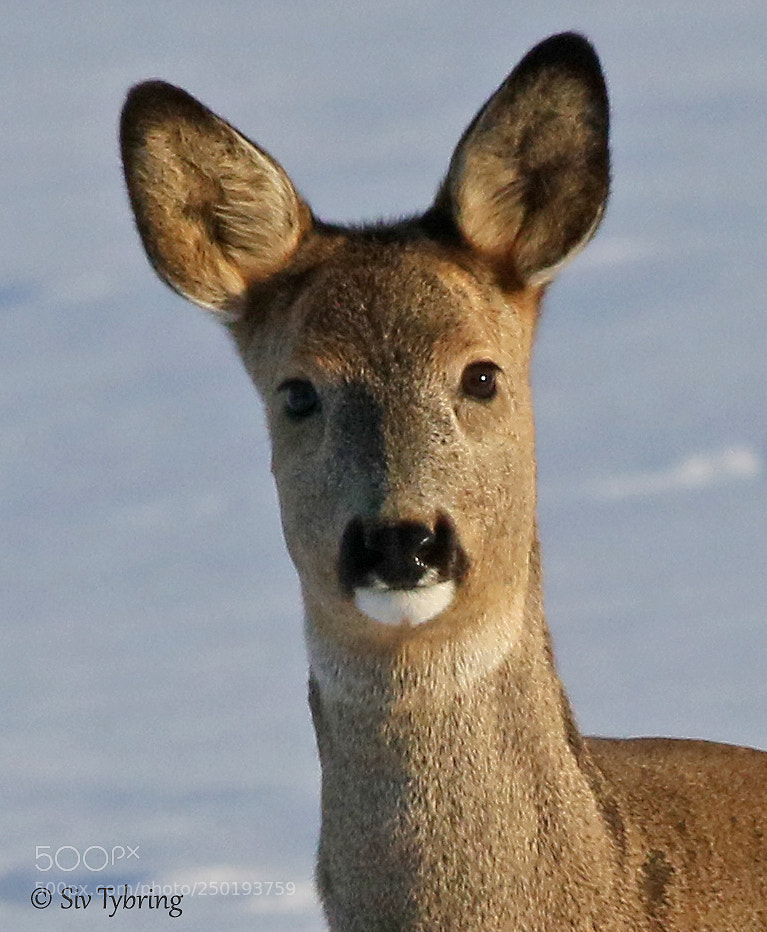 Canon EOS 7D Mark II sample photo. Roe deer photography