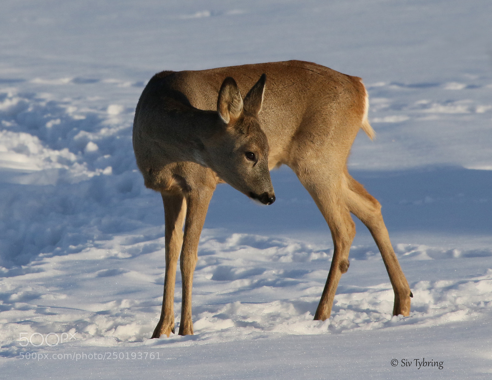Canon EOS 7D Mark II sample photo. Roe deer photography