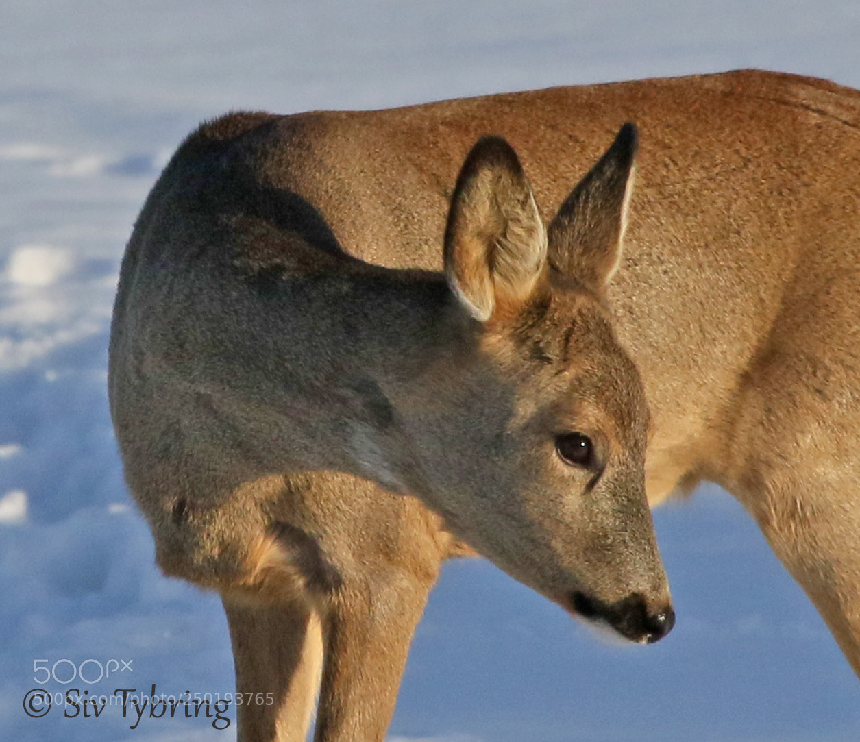 Canon EOS 7D Mark II sample photo. Roe deer photography