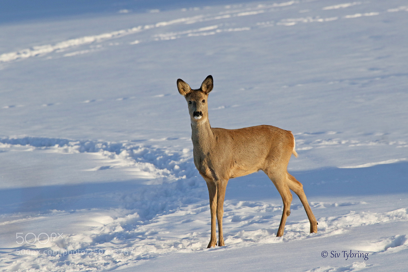 Canon EOS 7D Mark II sample photo. Roe deer photography