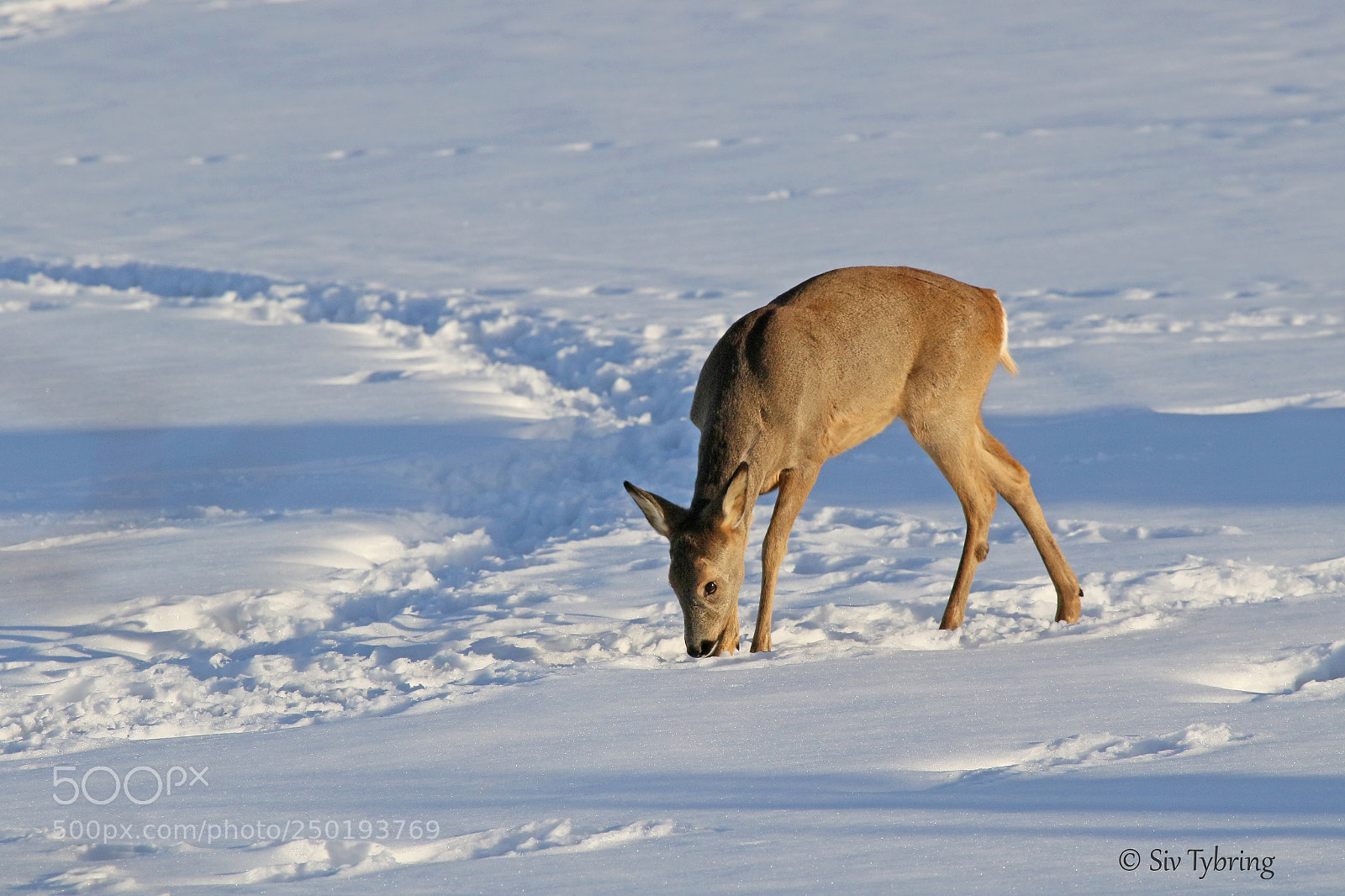 Canon EOS 7D Mark II sample photo. Roe deer photography