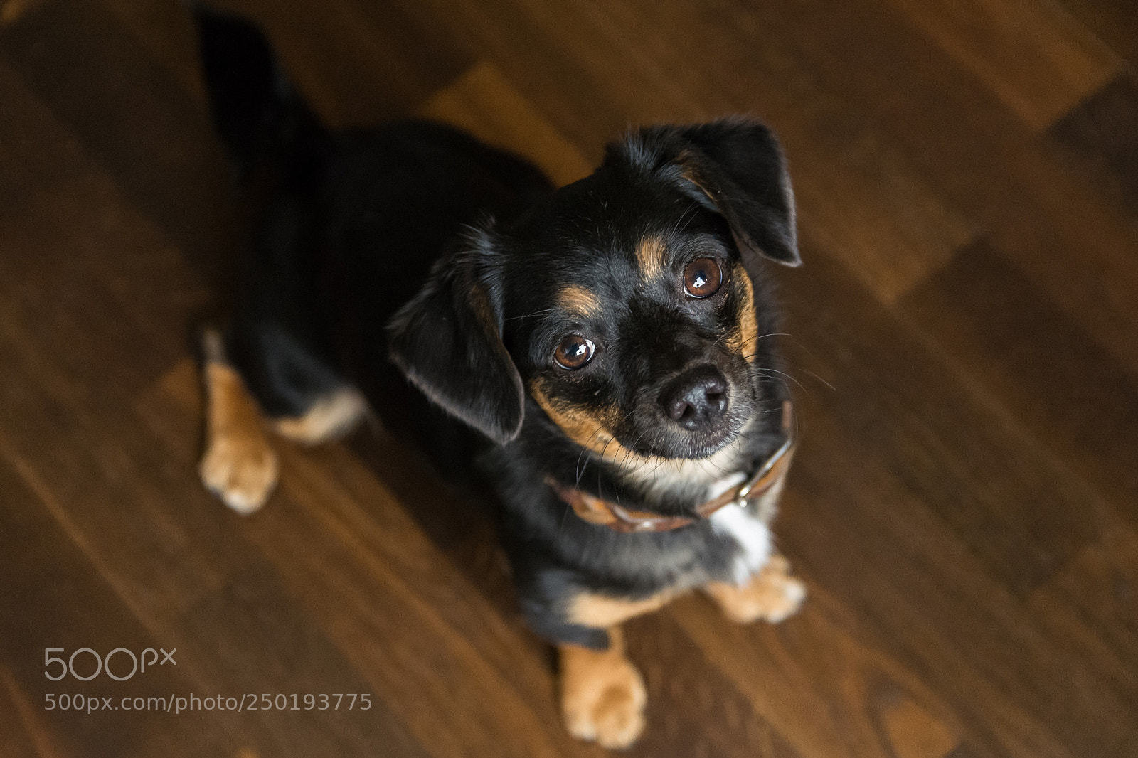 Nikon D7200 sample photo. Frieda photography