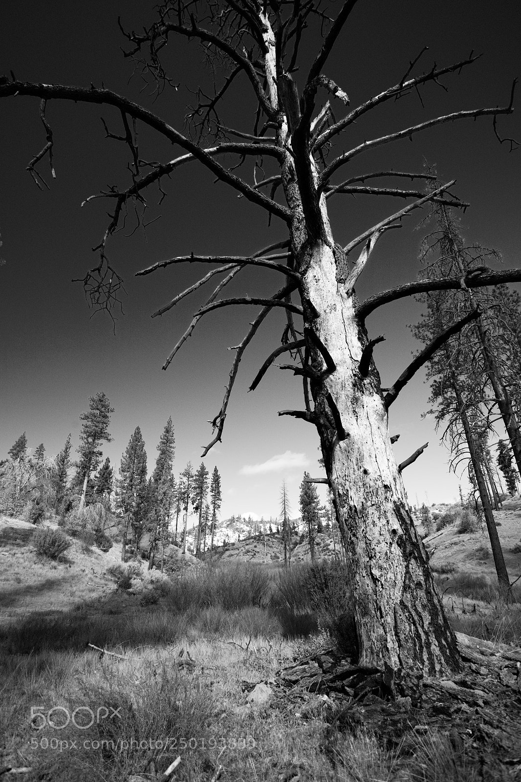 Canon EOS 5D sample photo. Blacktree photography