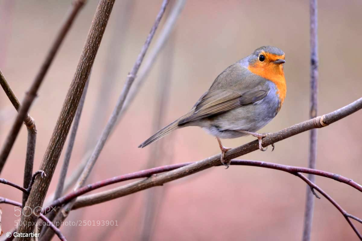 Nikon D7100 sample photo. Rouge-gorge photography