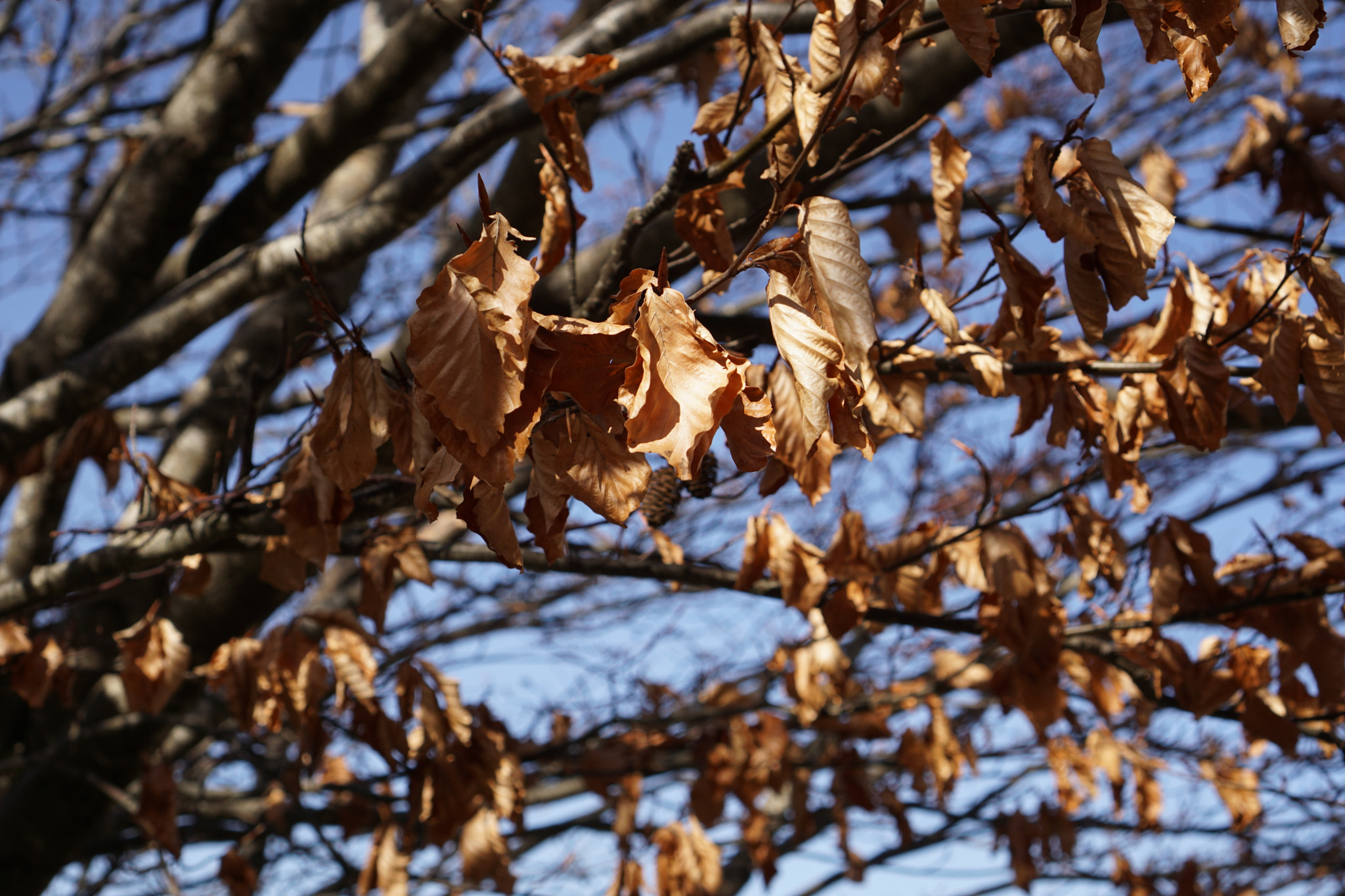 Sony E 35mm F1.8 OSS sample photo. Dry leaves photography