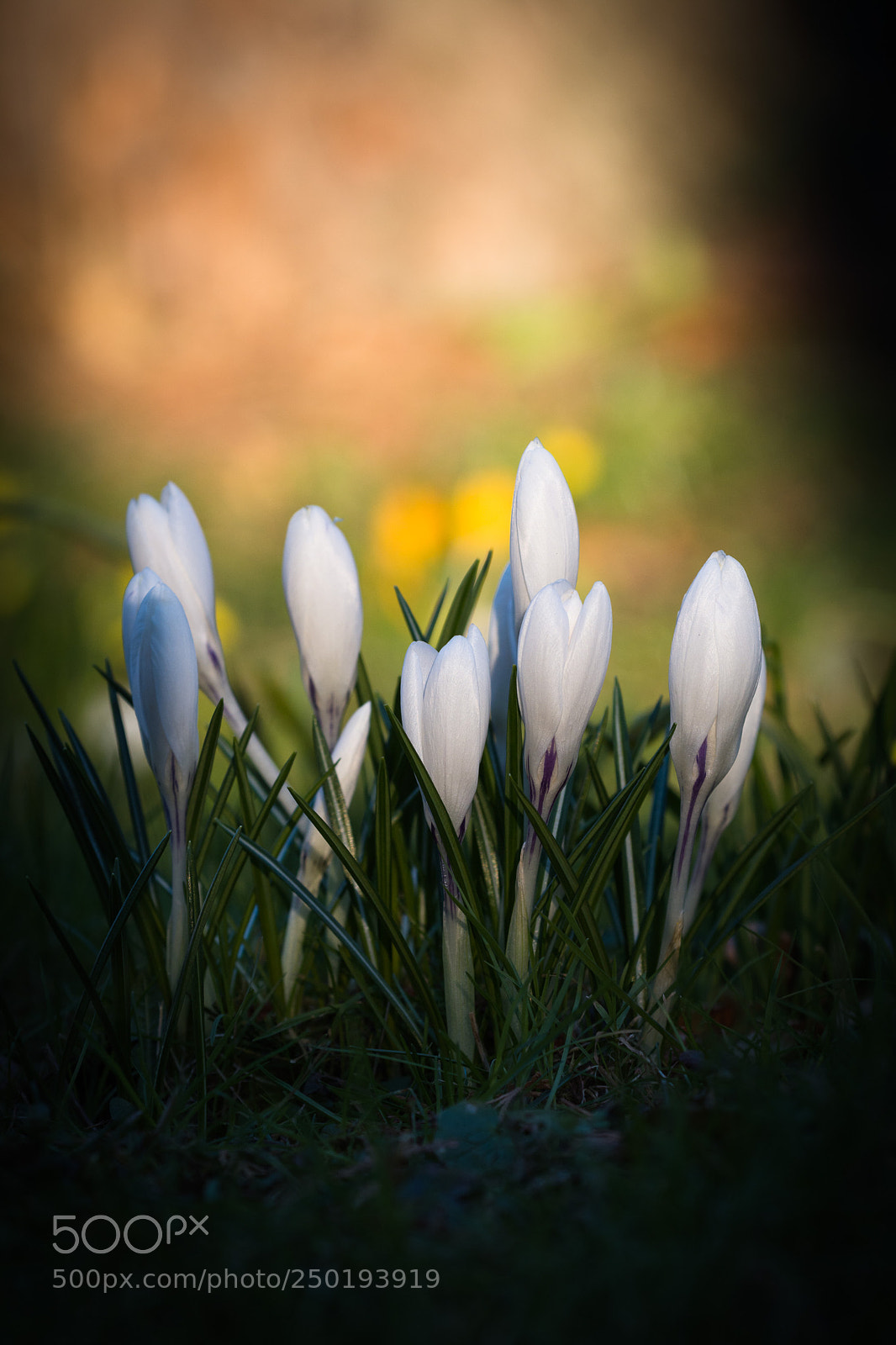 Nikon D7100 sample photo. Spot on. photography