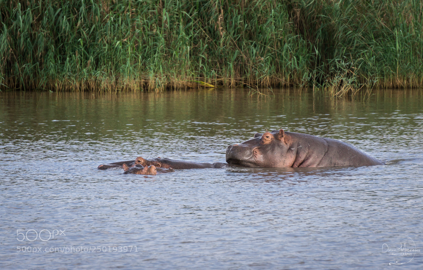 Sony a6000 sample photo. Hippo love photography