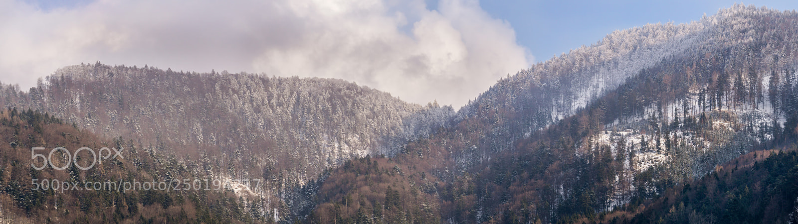 Sony a6000 sample photo. Thowing forrest photography