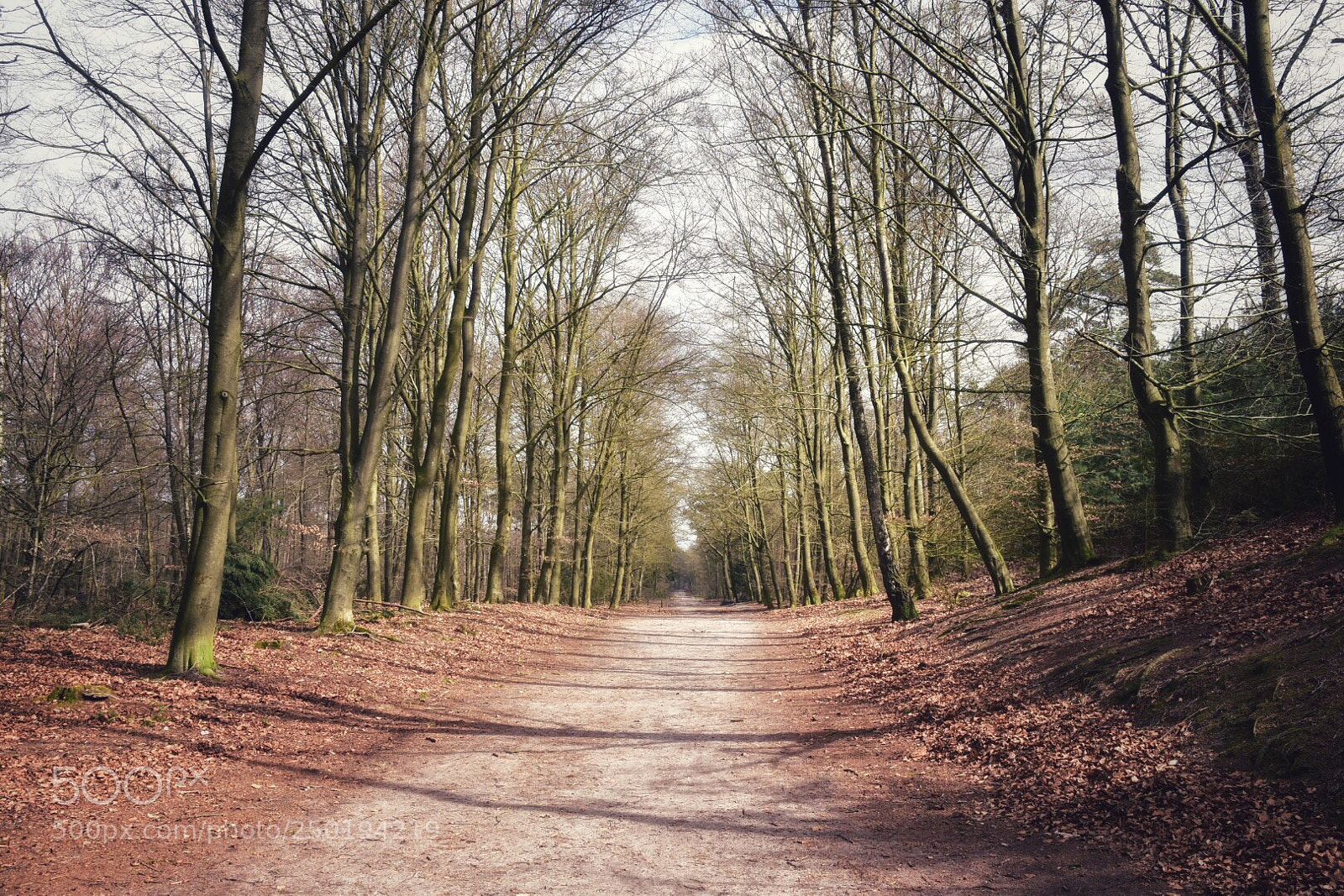 Nikon D5500 sample photo. Untitled photography
