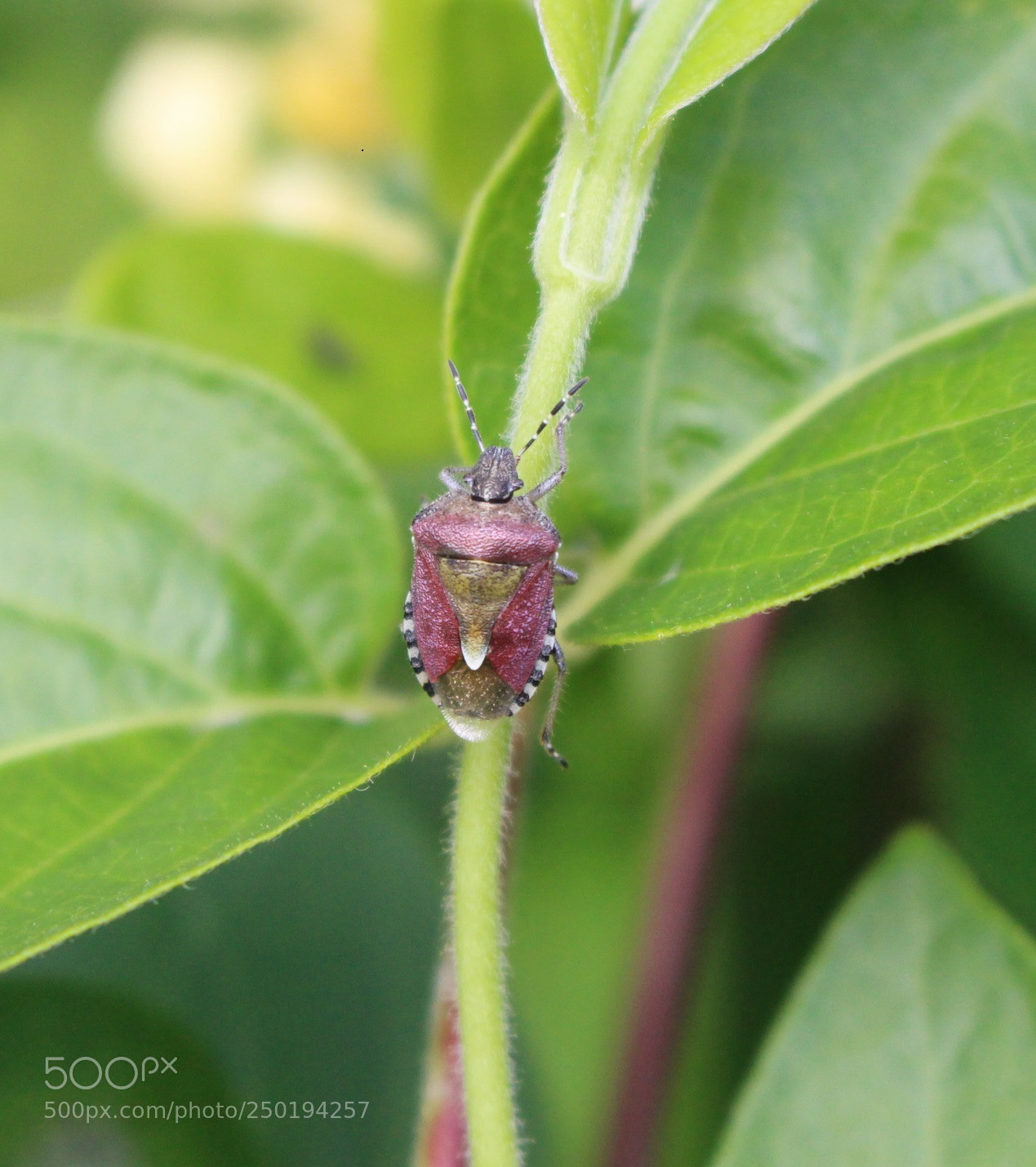 Canon EOS 100D (EOS Rebel SL1 / EOS Kiss X7) sample photo. Courious bug photography