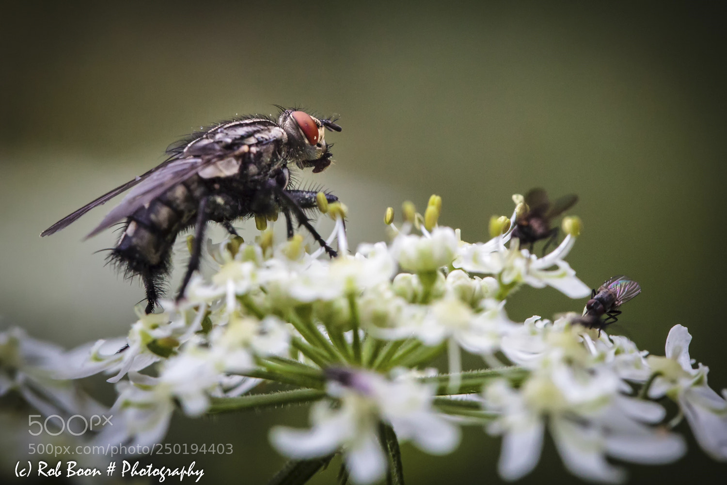 Canon EOS 5D Mark II sample photo. Fly photography