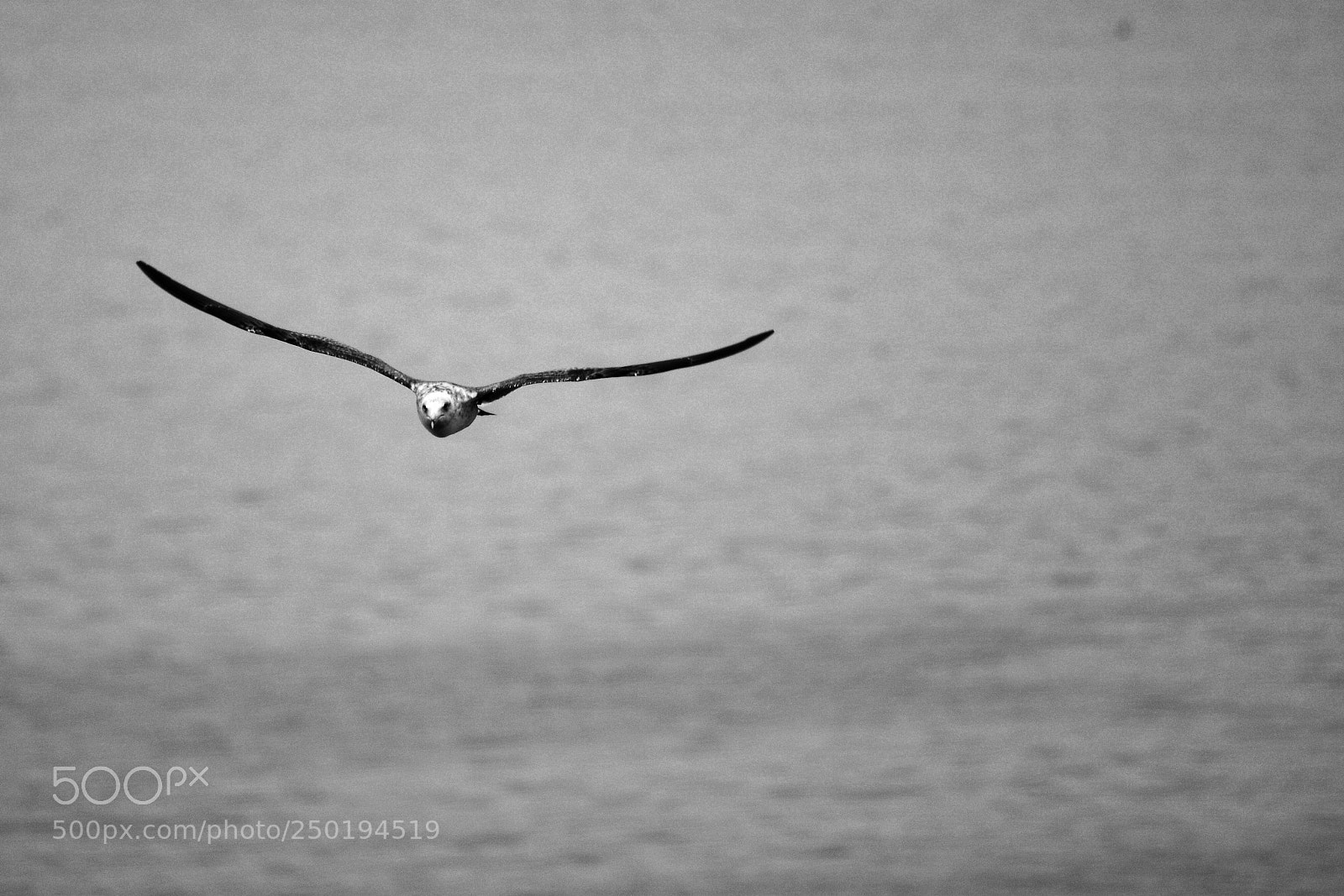 Nikon D7100 sample photo. Flying photography