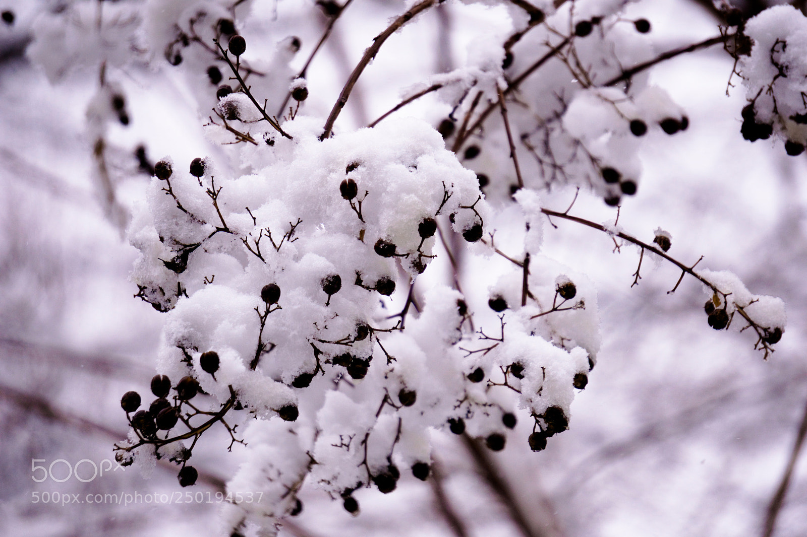Sony a6000 sample photo. Last snow photography